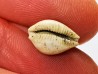 GASTROPOD: Ficadusta progoensis - Miocene - Java, Indonesia