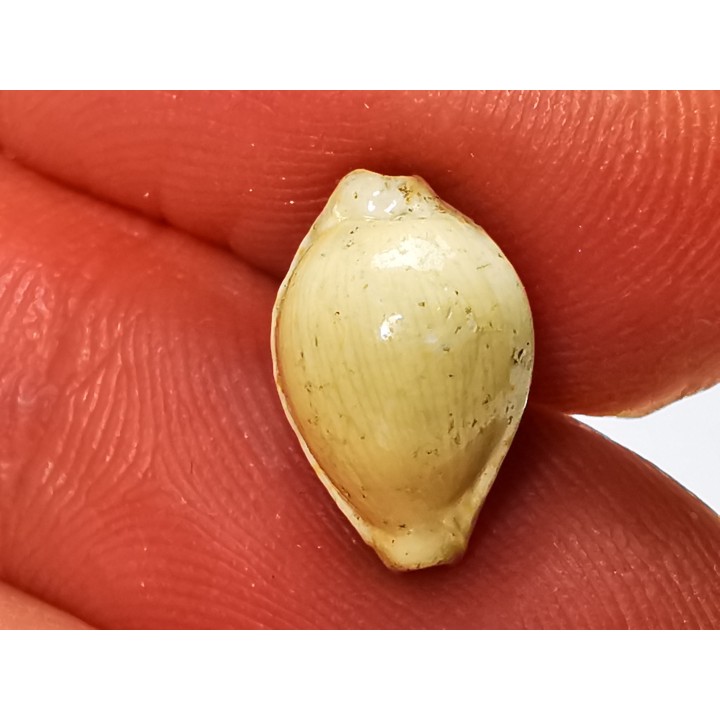 GASTEROPODE : Ficadusta progoensis - Miocène - Java, Indonesie