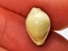 GASTROPOD: Ficadusta progoensis - Miocene - Java, Indonesia