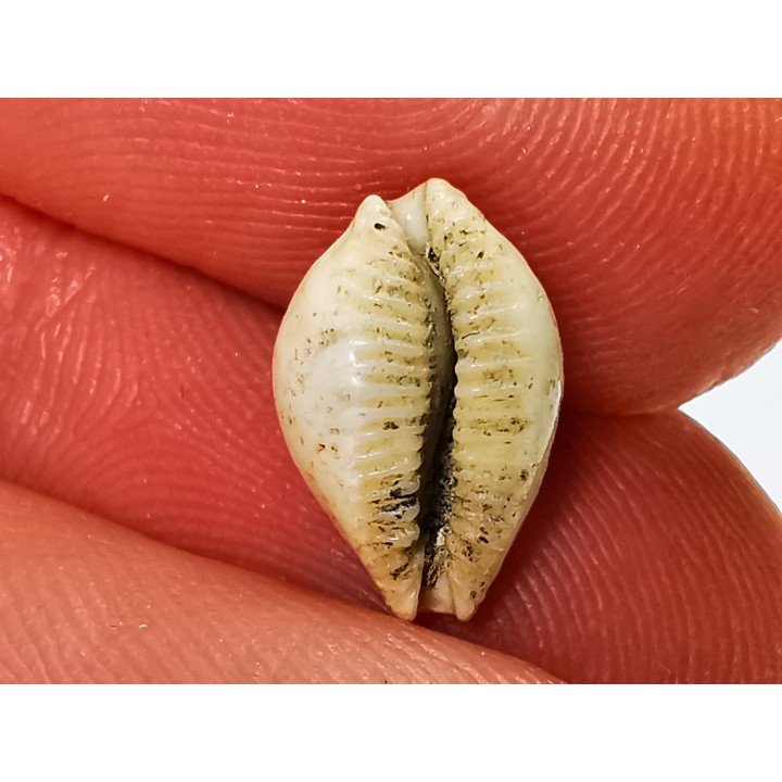 GASTEROPODE : Ficadusta progoensis - Miocène - Java, Indonesie