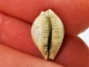 GASTEROPODE : Ficadusta progoensis - Miocène - Java, Indonesie