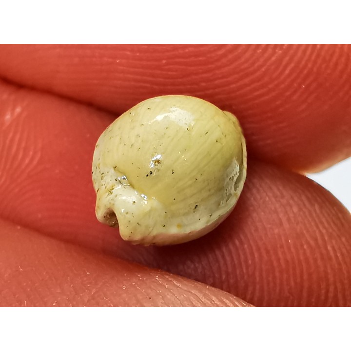 GASTEROPODE : Ficadusta progoensis - Miocène - Java, Indonesie