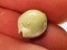 GASTROPOD: Ficadusta progoensis - Miocene - Java, Indonesia