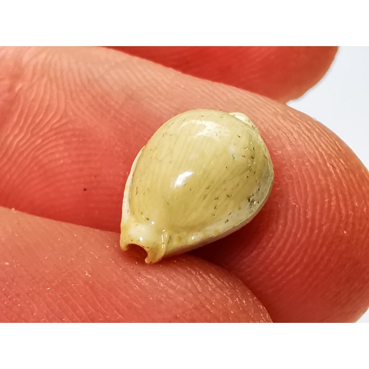 GASTEROPODE : Ficadusta progoensis - Miocène - Java, Indonesie