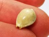 GASTROPOD: Ficadusta progoensis - Miocene - Java, Indonesia