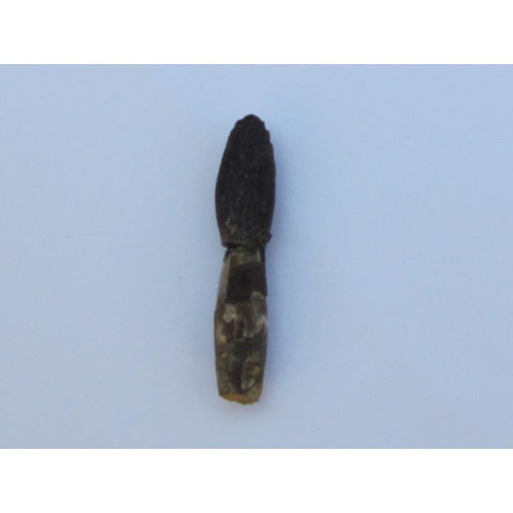dent de dinosaure ARCHAEODONTOSAURUS DESCOUENSI (3)