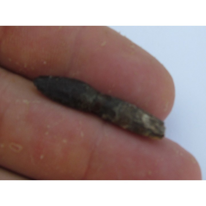 dent de dinosaure ARCHAEODONTOSAURUS DESCOUENSI (3)