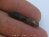 dent de dinosaure ARCHAEODONTOSAURUS DESCOUENSI (3)