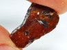 AMBER from Brazil