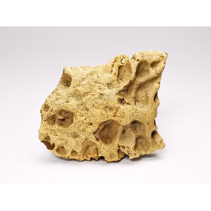 Reptile scute, Hell Creek Formation – Dawson, Montana, USA