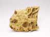 Scute de reptile - Hell Creek Formation - Dawson, Montana, USA