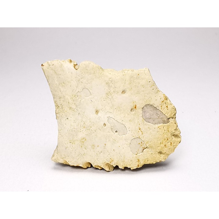Reptile scute, Hell Creek Formation – Dawson, Montana, USA