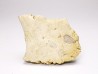Reptile scute, Hell Creek Formation – Dawson, Montana, USA