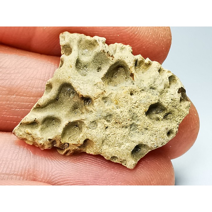 Scute de reptile - Hell Creek Formation - Dawson, Montana, USA