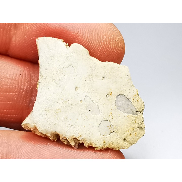 Reptile scute, Hell Creek Formation – Dawson, Montana, USA