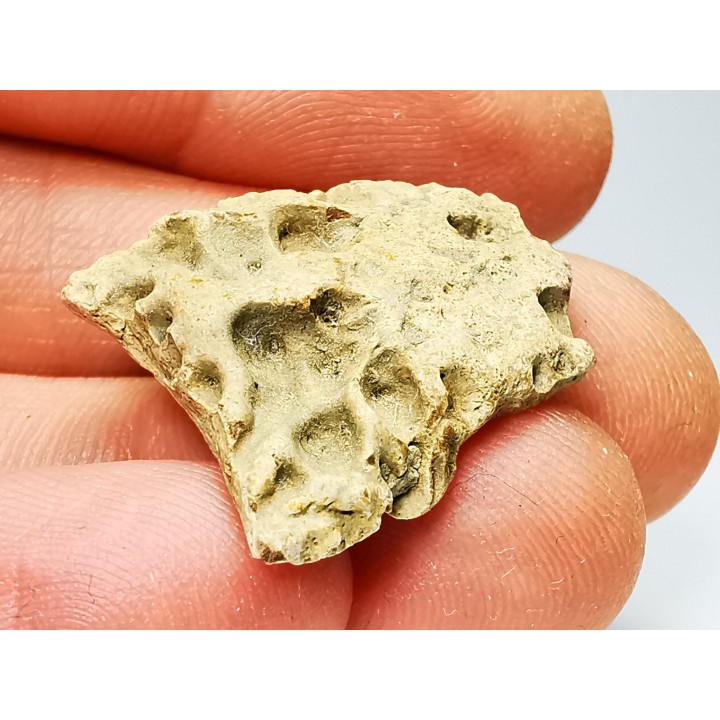 Reptile scute, Hell Creek Formation – Dawson, Montana, USA