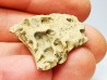Scute de reptile - Hell Creek Formation - Dawson, Montana, USA