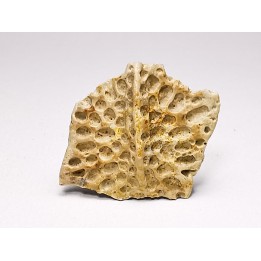 Reptile scute, Hell Creek Formation – Dawson, Montana, USA