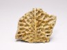 Scute de reptile - Hell Creek Formation - Dawson, Montana, USA