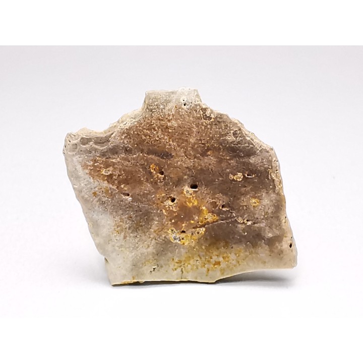 Reptile scute, Hell Creek Formation – Dawson, Montana, USA