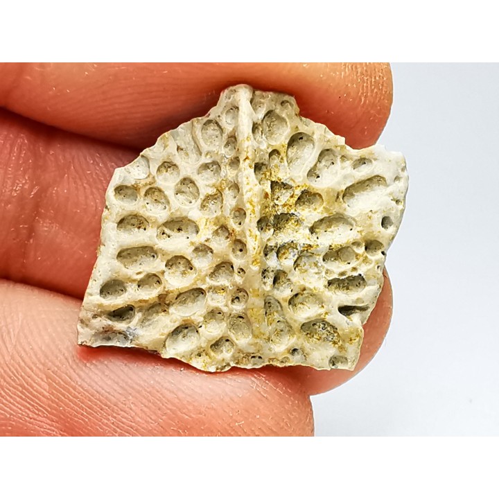 Reptile scute, Hell Creek Formation – Dawson, Montana, USA