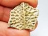 Reptile scute, Hell Creek Formation – Dawson, Montana, USA