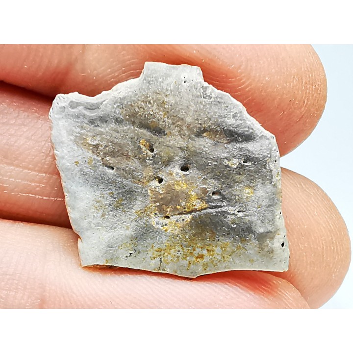 Reptile scute, Hell Creek Formation – Dawson, Montana, USA