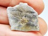 Scute de reptile - Hell Creek Formation - Dawson, Montana, USA