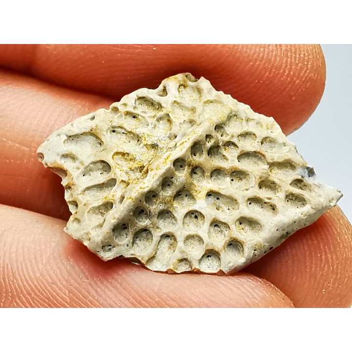 Scute de reptile - Hell Creek Formation - Dawson, Montana, USA