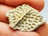 Reptile scute, Hell Creek Formation – Dawson, Montana, USA