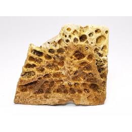 Reptile scute, Hell Creek Formation – Dawson, Montana, USA
