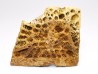Reptile scute, Hell Creek Formation – Dawson, Montana, USA
