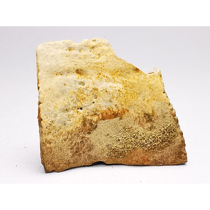 Scute de reptile - Hell Creek Formation - Dawson, Montana, USA
