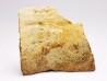 Reptile scute, Hell Creek Formation – Dawson, Montana, USA