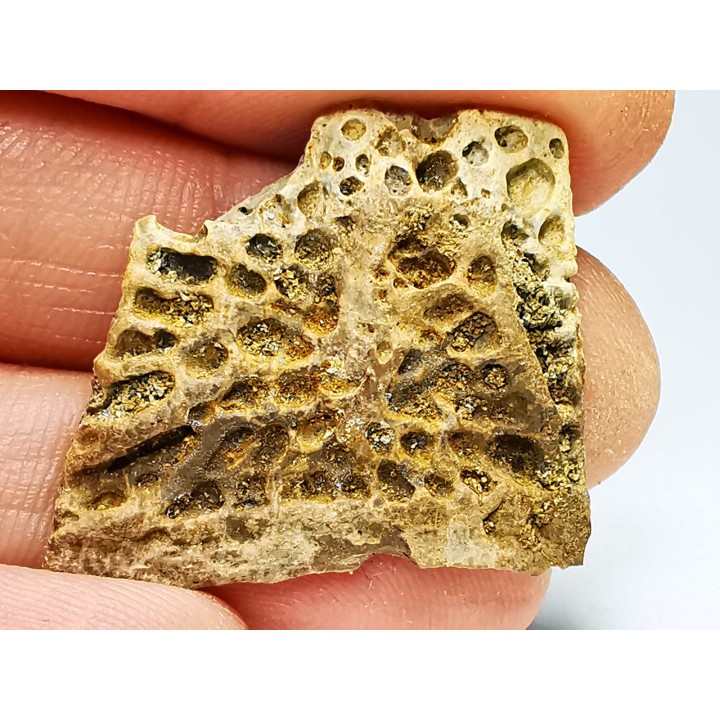 Reptile scute, Hell Creek Formation – Dawson, Montana, USA