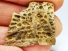 Reptile scute, Hell Creek Formation – Dawson, Montana, USA