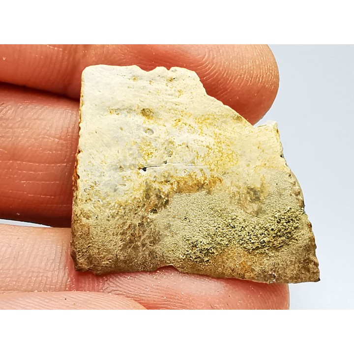 Scute de reptile - Hell Creek Formation - Dawson, Montana, USA