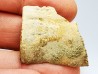 Scute de reptile - Hell Creek Formation - Dawson, Montana, USA