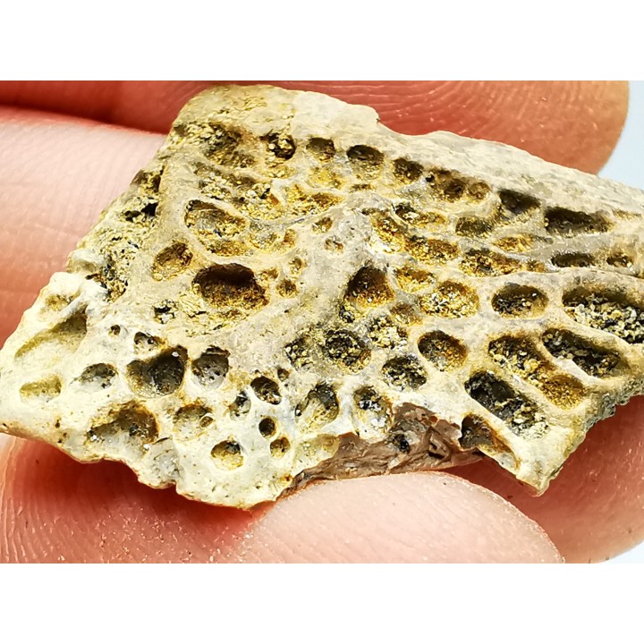 Scute de reptile - Hell Creek Formation - Dawson, Montana, USA