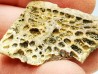 Reptile scute, Hell Creek Formation – Dawson, Montana, USA