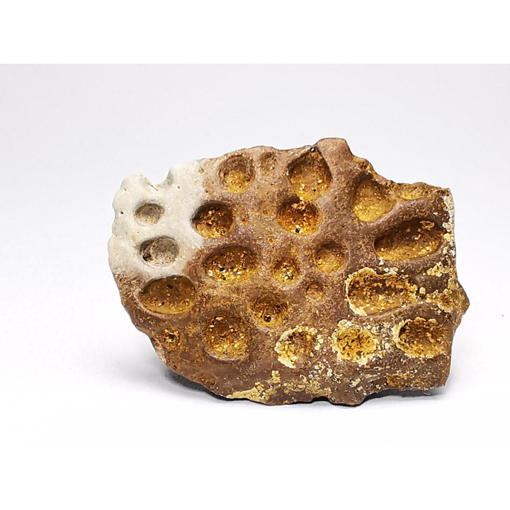 Reptile scute, Hell Creek Formation – Dawson, Montana, USA