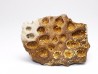 Scute de reptile - Hell Creek Formation - Dawson, Montana, USA