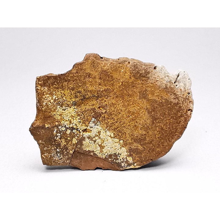 Reptile scute, Hell Creek Formation – Dawson, Montana, USA