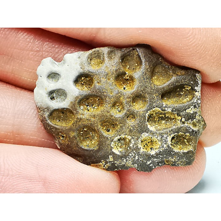 Scute de reptile - Hell Creek Formation - Dawson, Montana, USA