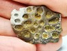 Scute de reptile - Hell Creek Formation - Dawson, Montana, USA