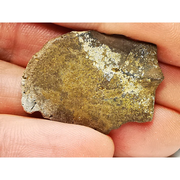Scute de reptile - Hell Creek Formation - Dawson, Montana, USA