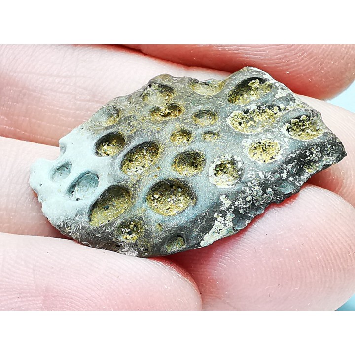 Scute de reptile - Hell Creek Formation - Dawson, Montana, USA