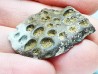 Reptile scute, Hell Creek Formation – Dawson, Montana, USA