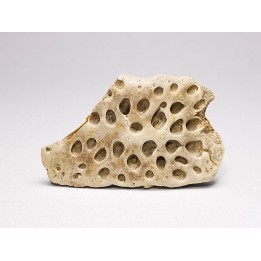 Reptile scute, Hell Creek Formation – Dawson, Montana, USA