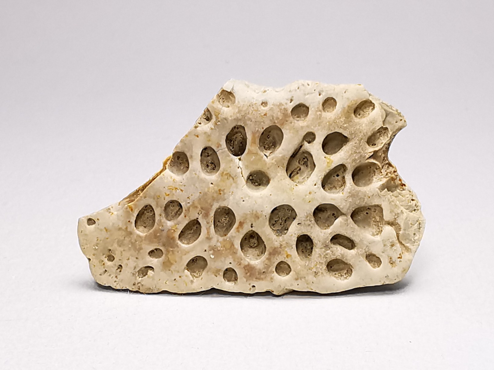 Scute de reptile - Hell Creek Formation - Dawson, Montana, USA